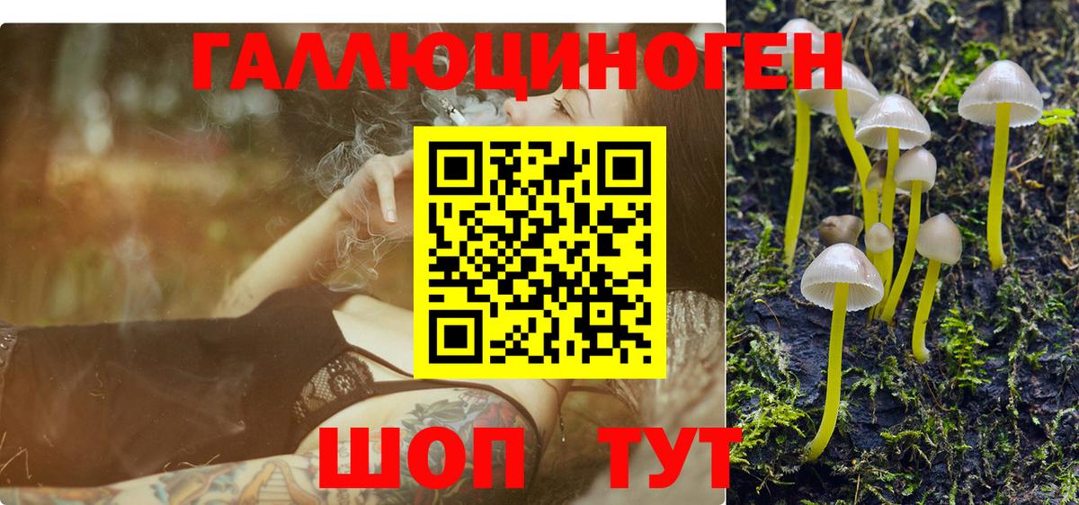 как найти   Галлюциногенные грибы прущие грибы  Грязи  Вход с VPN  Галлюциногенные грибы Psilocybe 